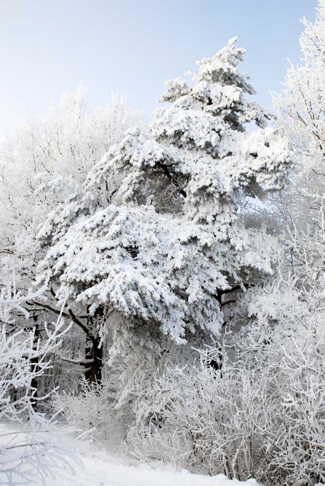 Bernd Weingart – Ode an den Zielbaum Nr. 2 (2013)