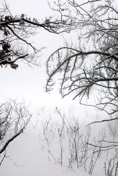 Ode to the Meadow of Ice 1