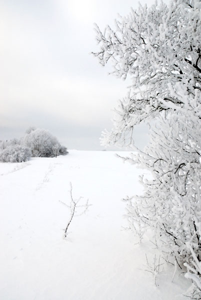 Ode to the Meadow of Ice 3