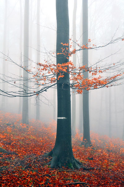 Ode an das Heiligenholz (2013) – Werkserie von Bernd Weingart