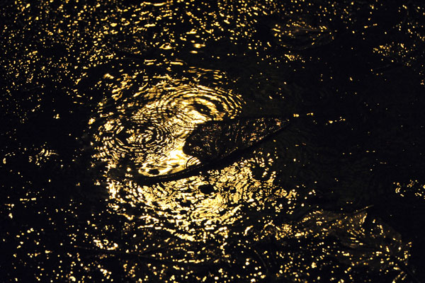 Bernd Weingart – Nocturnes, 207 (2012)