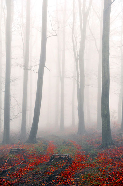 Ode to the Sacred Grove 1