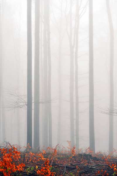 Ode to the Sacred Grove 3