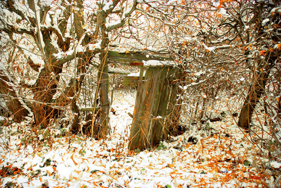 Der wüste Garten 